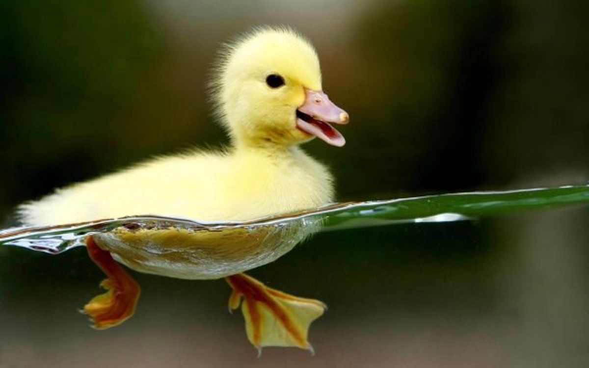 10 Reasons Why Ducks Are Badass