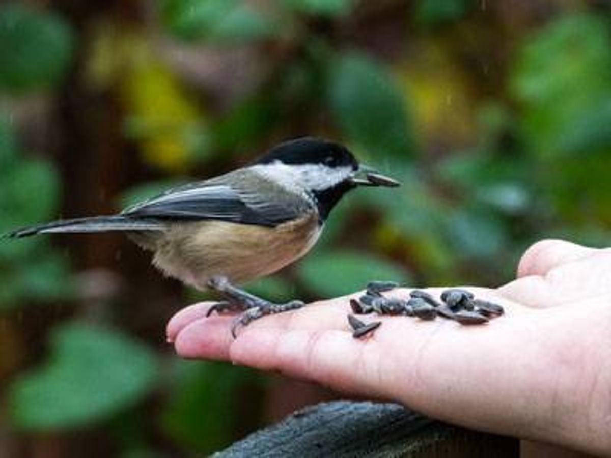 20 Reasons Why Birds Are Like Humans