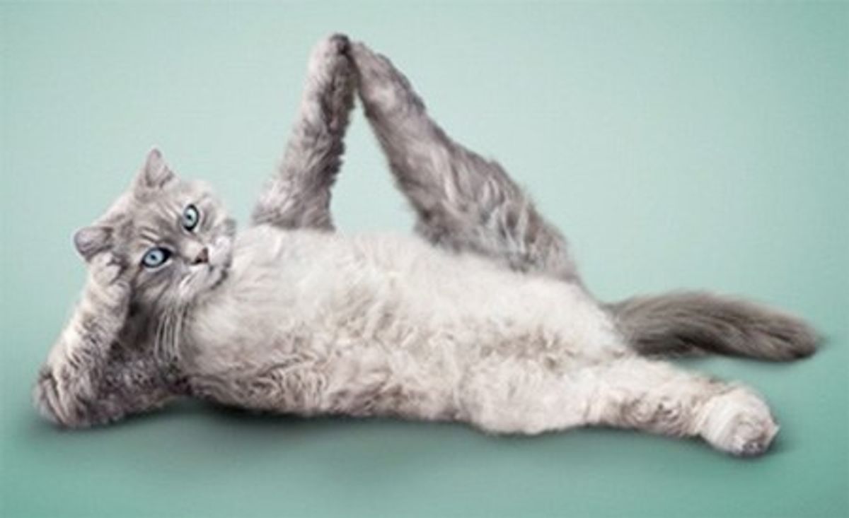 The Rise Of Cat Yoga