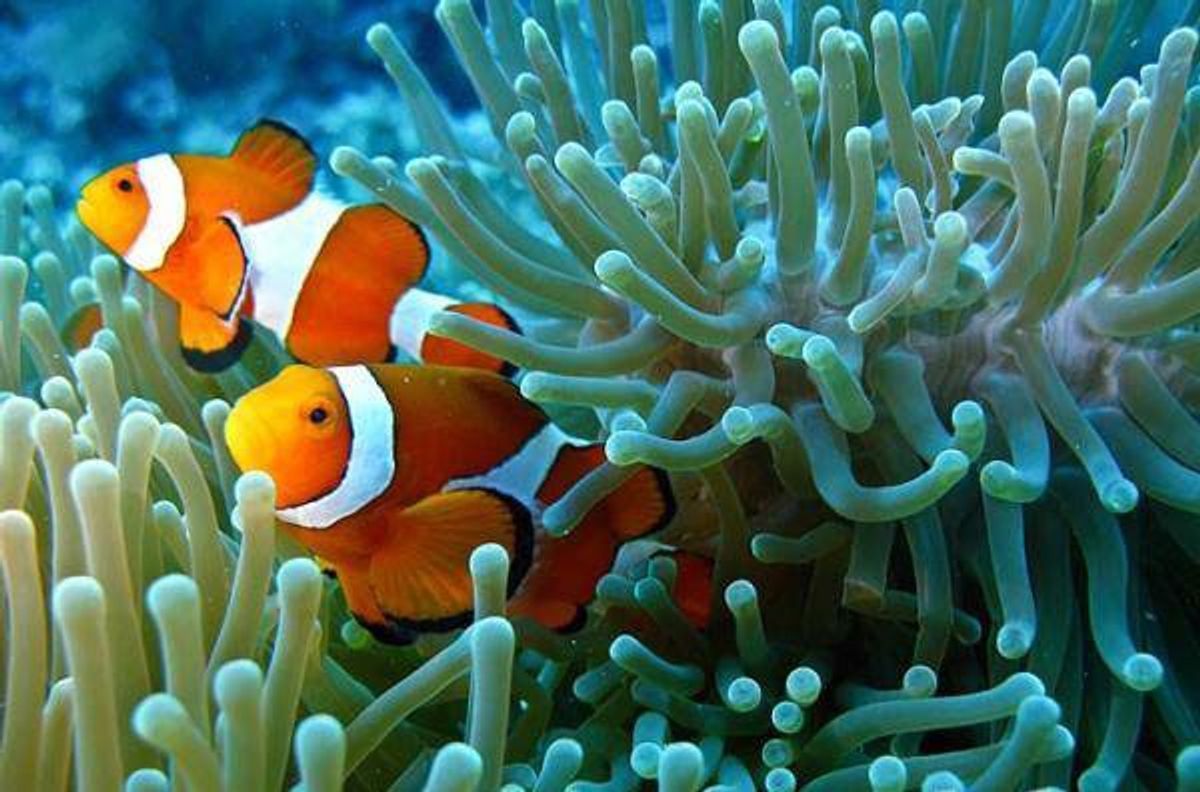 You Won't Be Finding Nemo In Coral Reefs Much Longer