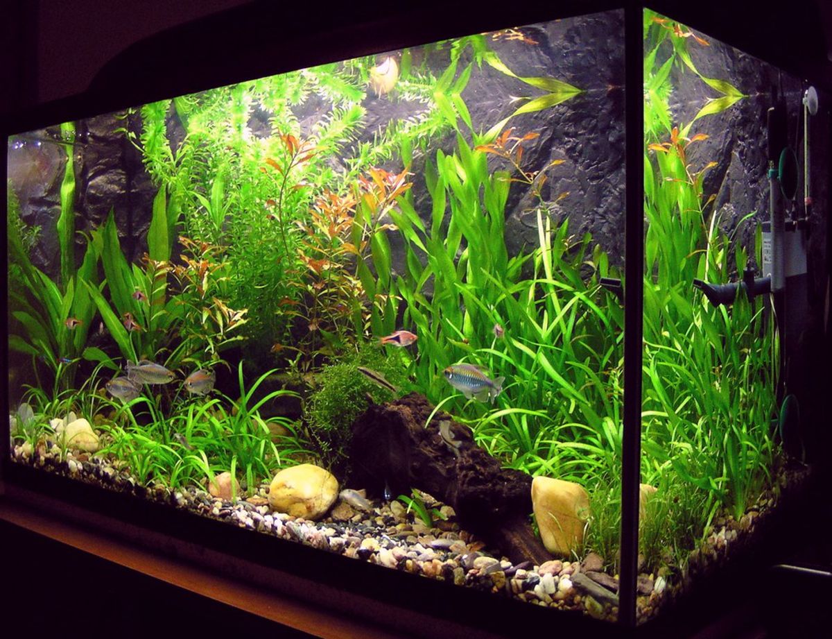 What You Should Know Before Setting Up a Fish Tank