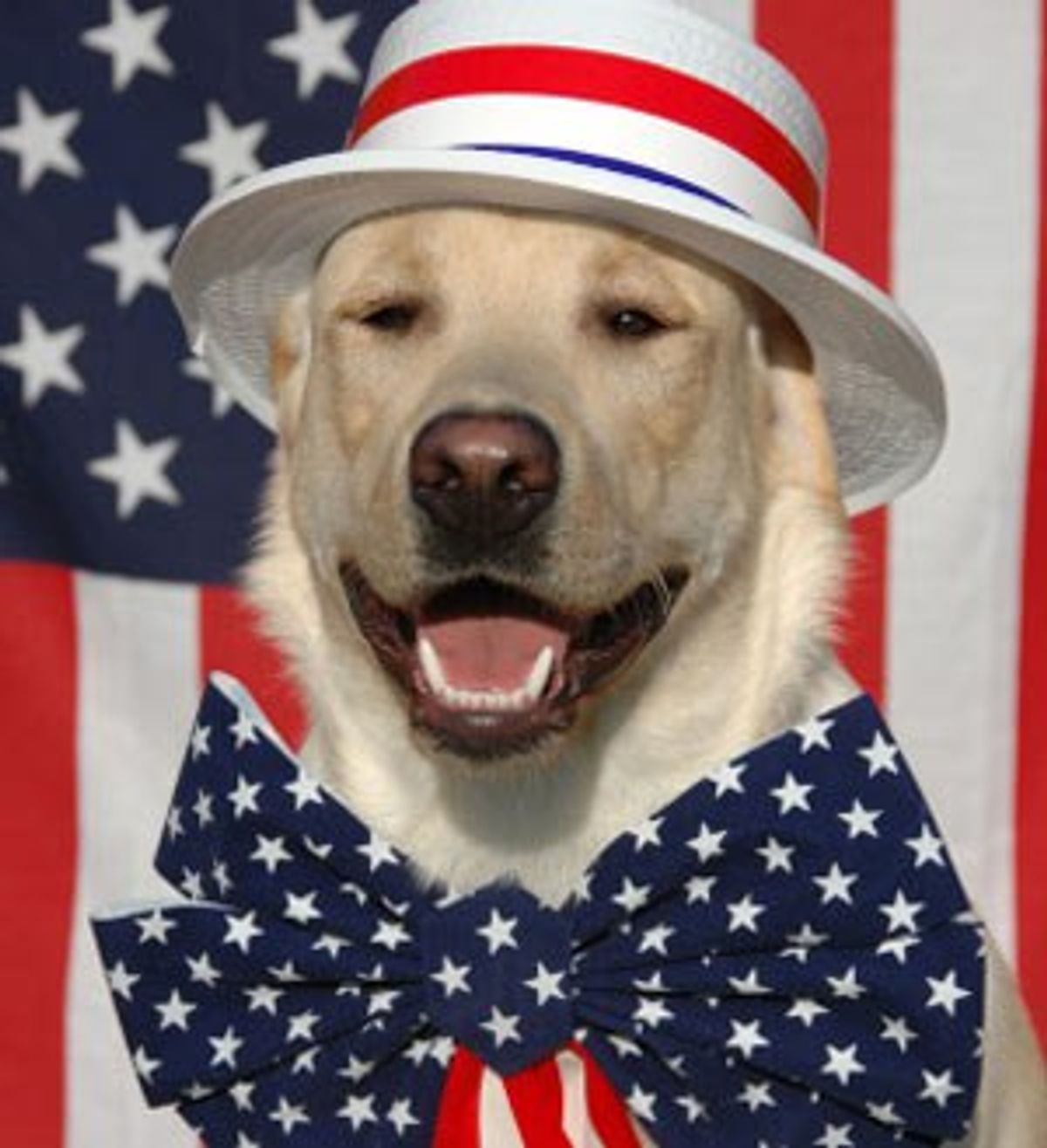 What If Dogs Could Run For President?