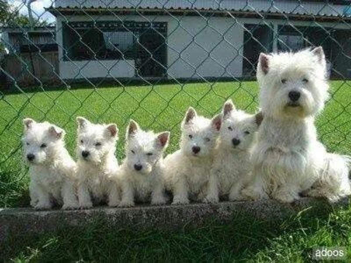 7 Reasons Why Westie Dogs Are The Best