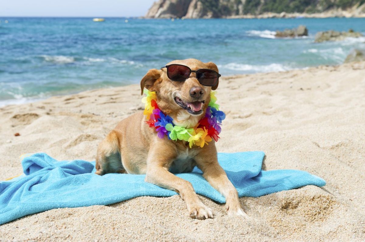 Your Spring Break As A Dog