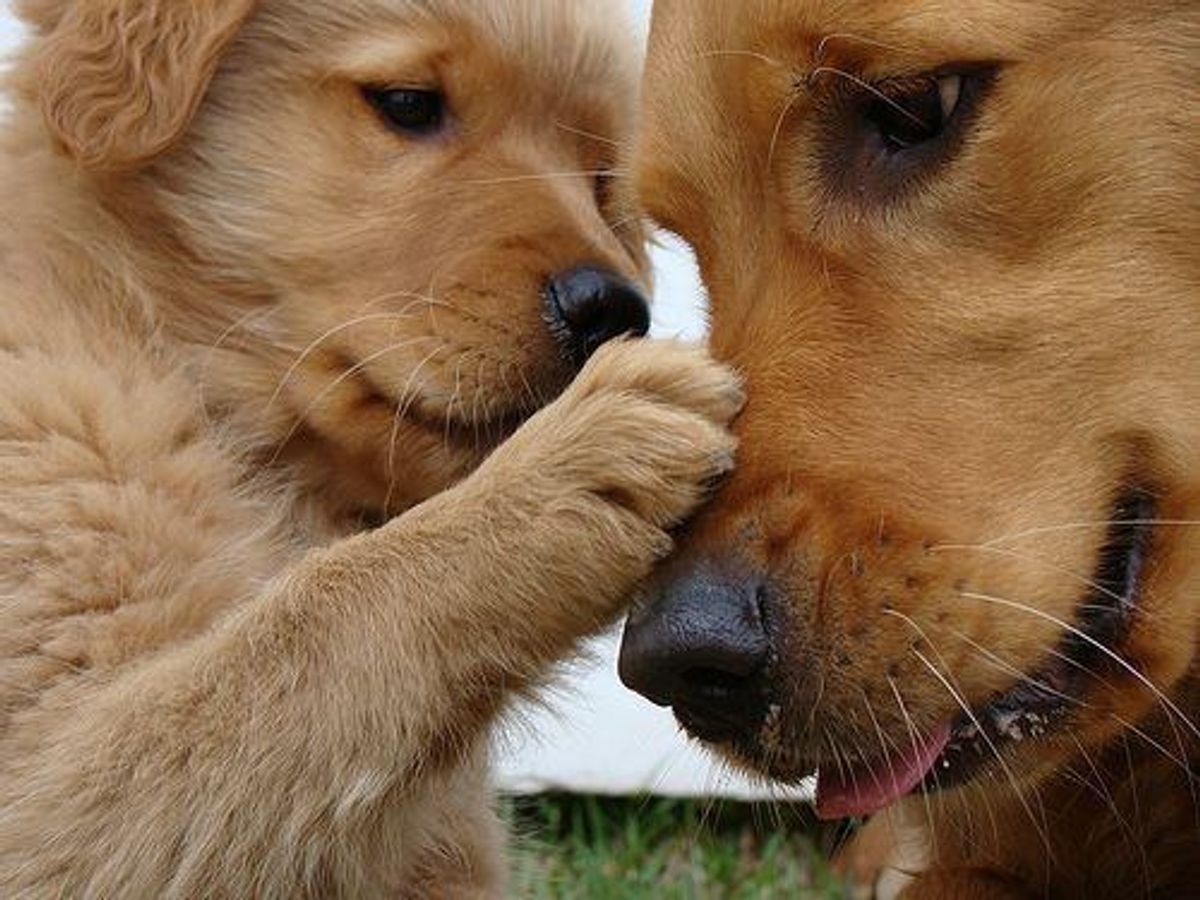 11 Signs You Might Have A Dog Obsession