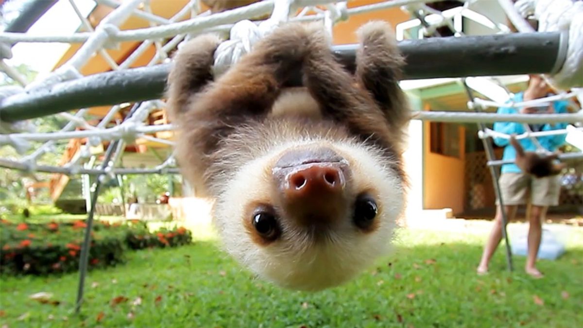 17 Signs You Might Be A Sloth