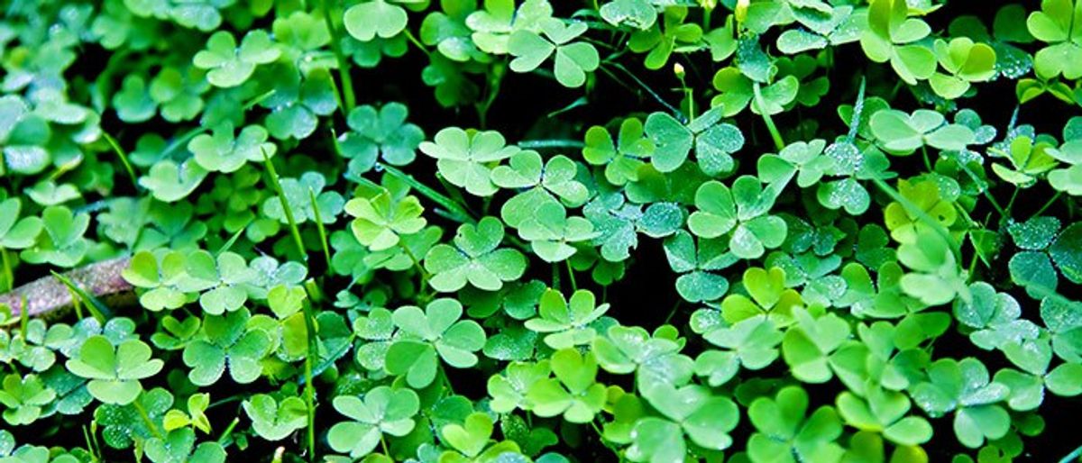 Miscellaneous Facts About St. Patrick’s Day