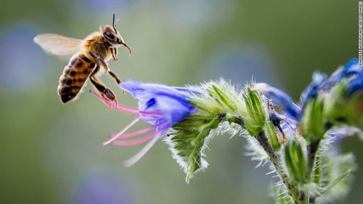 10 Ways Students Can Help The Bee Population