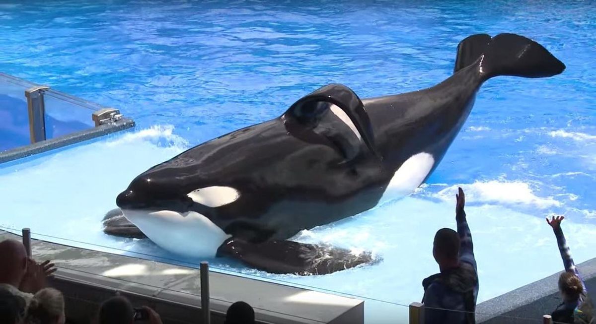 SeaWorld's Orca-Abusing Franchise Offically Sinks