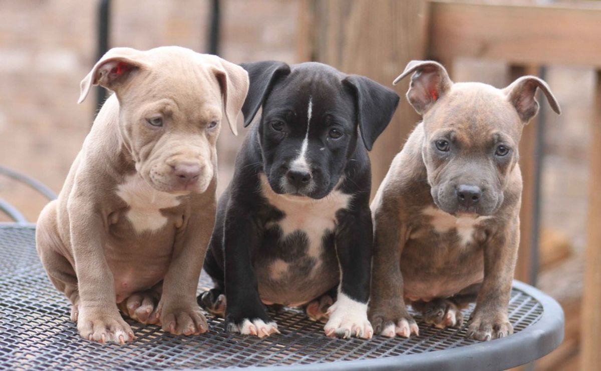 5 Reasons Why Pitbulls Are Underrated