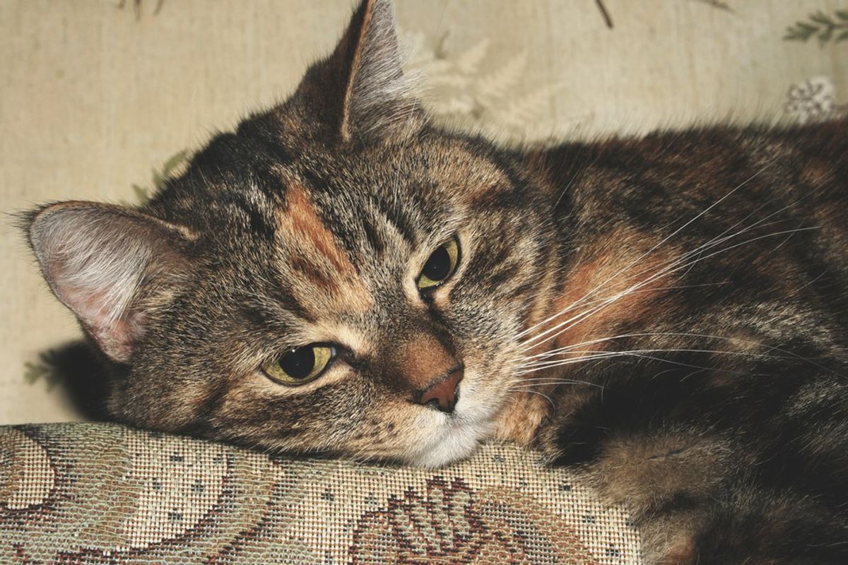 10 Reasons Every Introvert Could Pass For A Cat