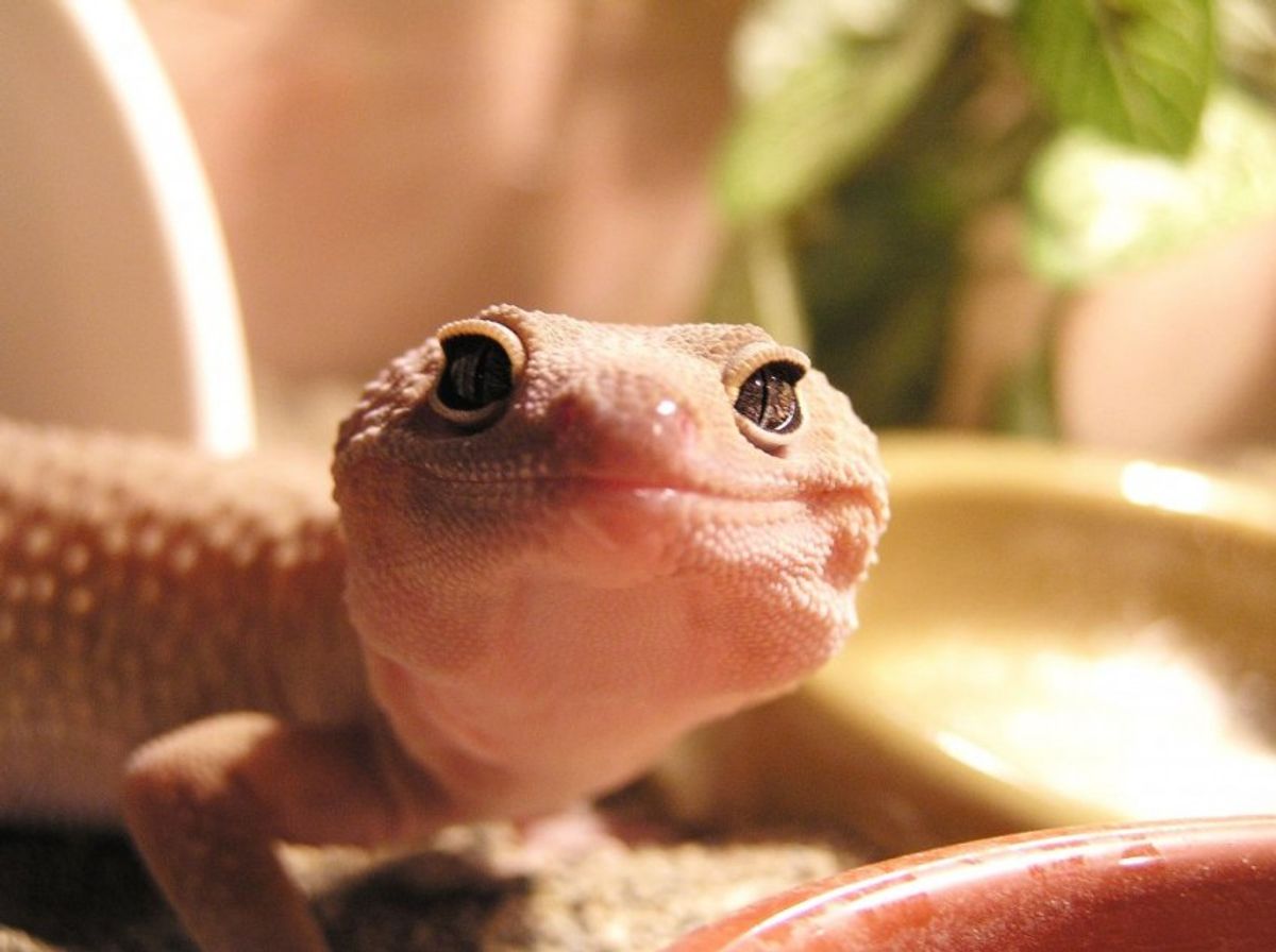 5 Reasons Why Geckos Are Actually The Best