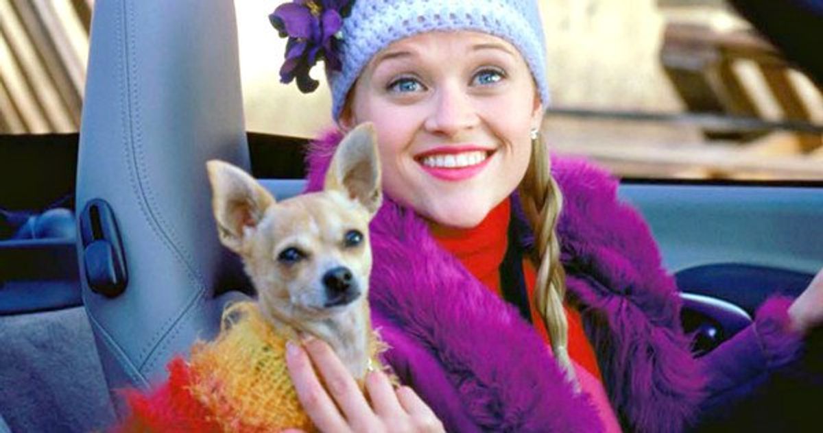 Bruiser From "Legally Blonde" Has Died And Fans Are Still Devastated