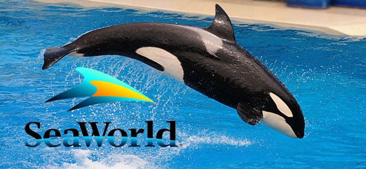 SeaWorld: We're Getting Rid Of The Whales