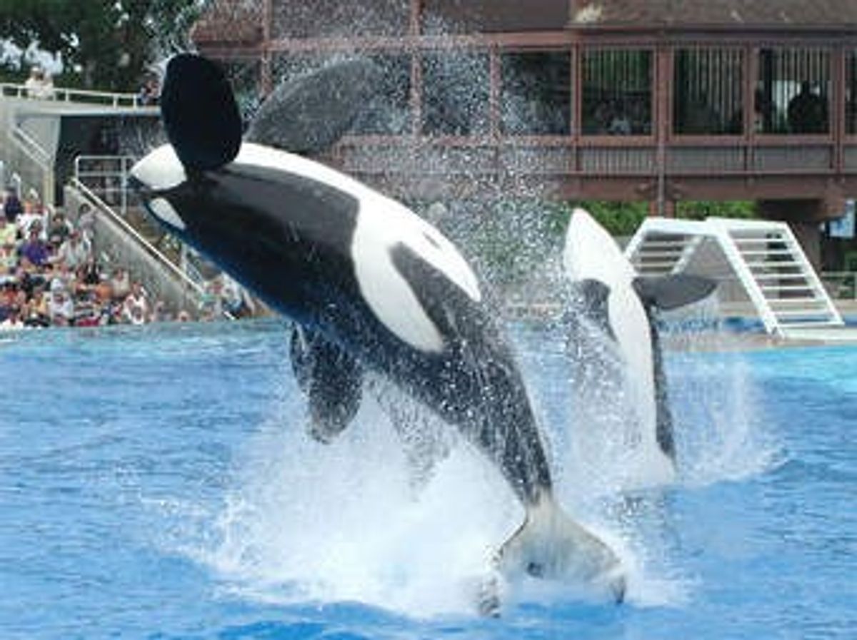 An Open Letter To SeaWorld