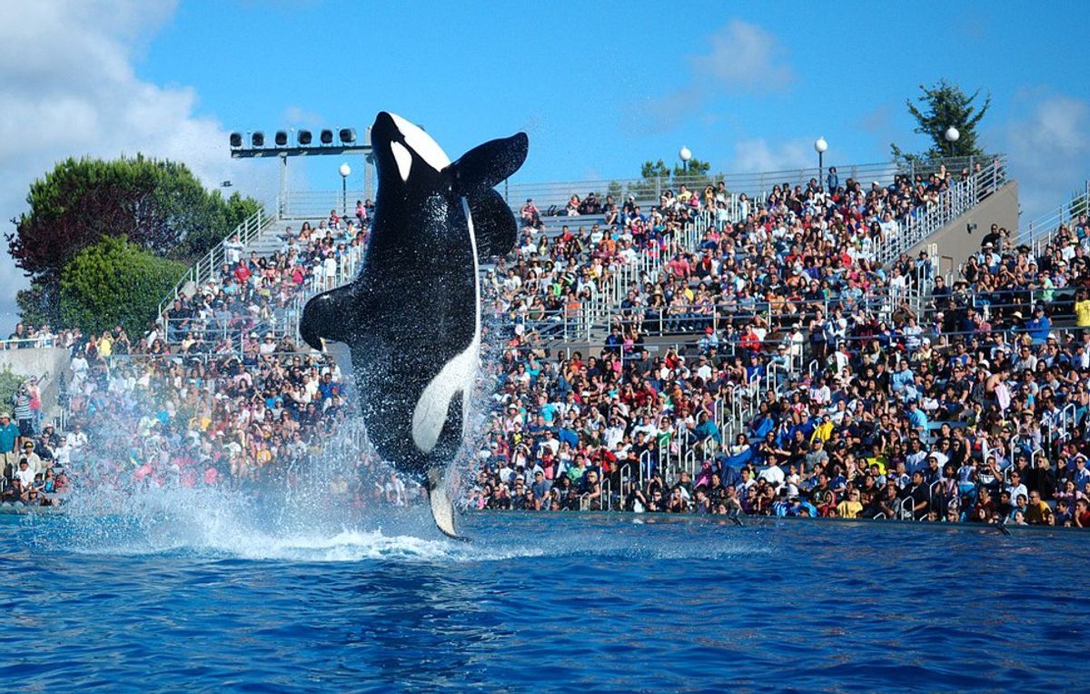 Wave Goodbye To Shamu