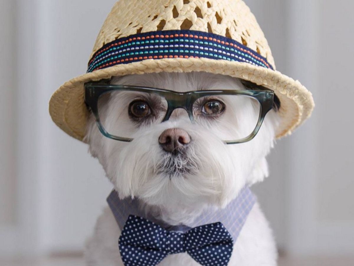 14 Dogs That You Need To Be Following On Instagram