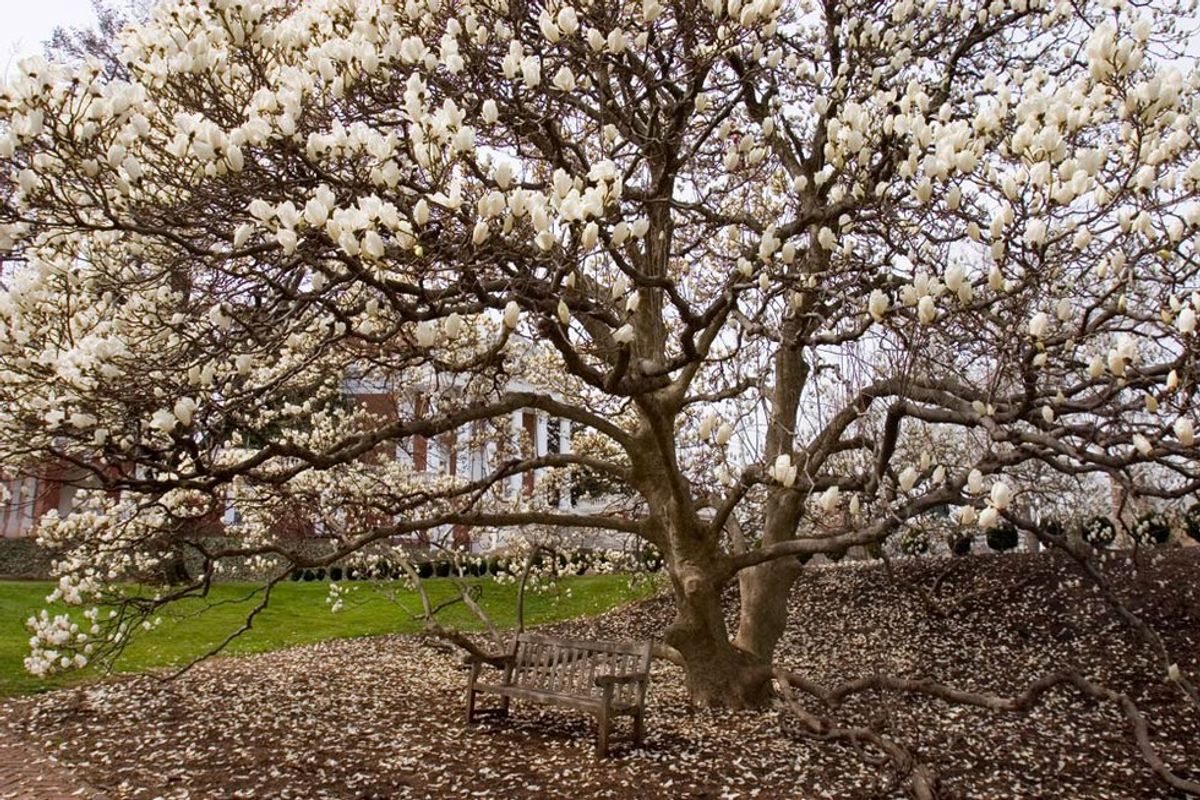 10 Ways You Know Spring Has Arrived At UVA