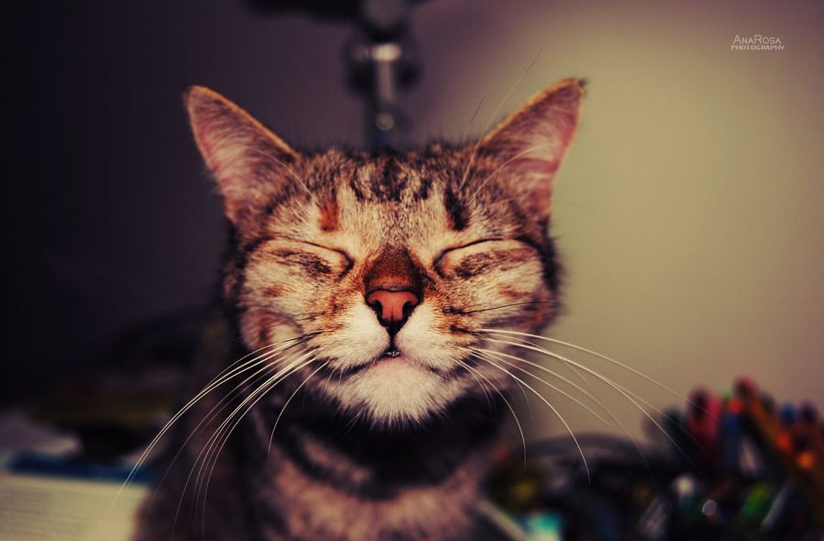 10 Ways Your Cat Will Express Love For You