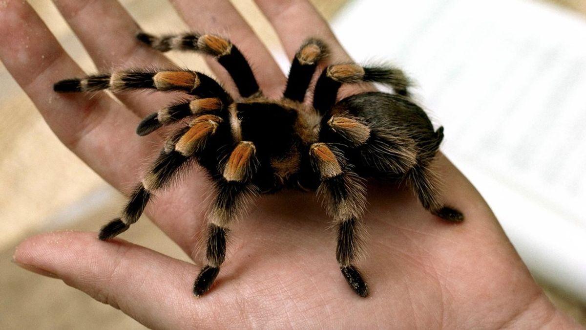 12 Things You Should Know About People With Arachnophobia