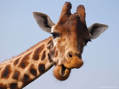 Wacky Giraffe Face Funny Good Morning GIF