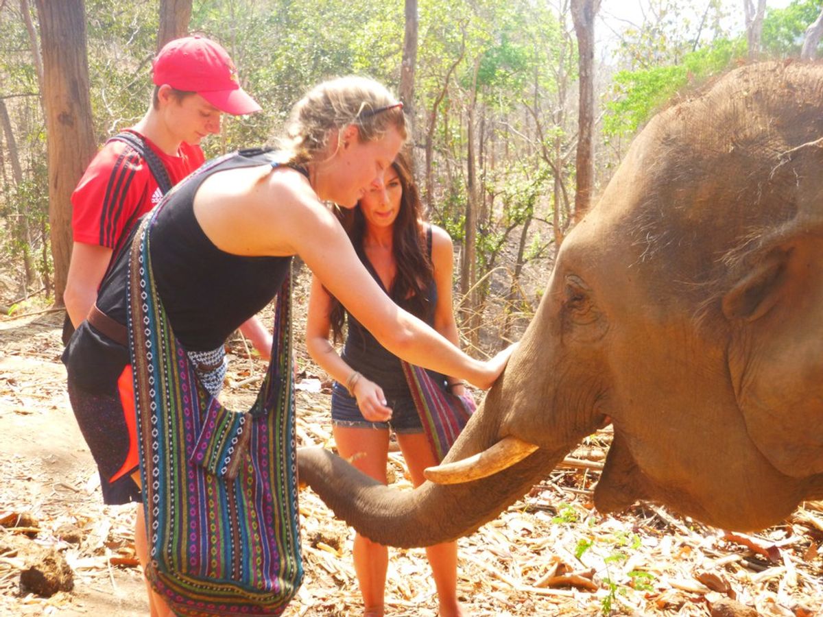 The Experience of a Lifetime: Visiting An Elephant Sanctuary