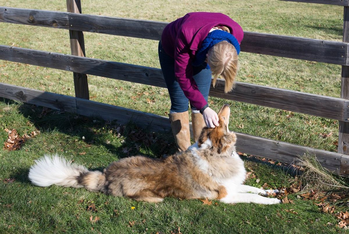 How Your Dog Feels When You Come Home