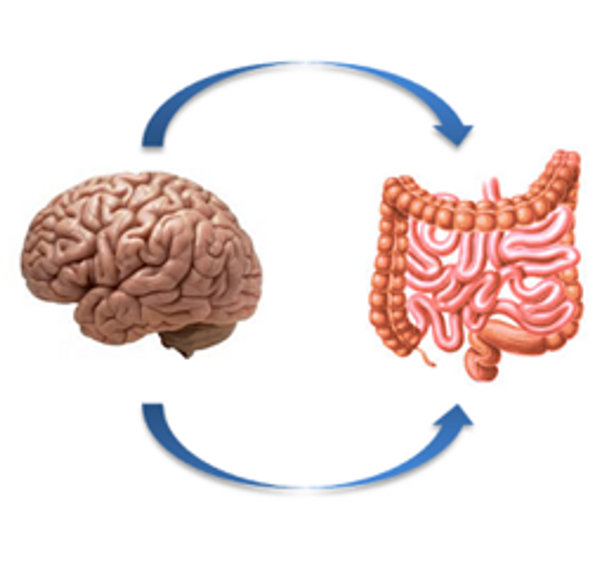 The Gut's "Second Brain"