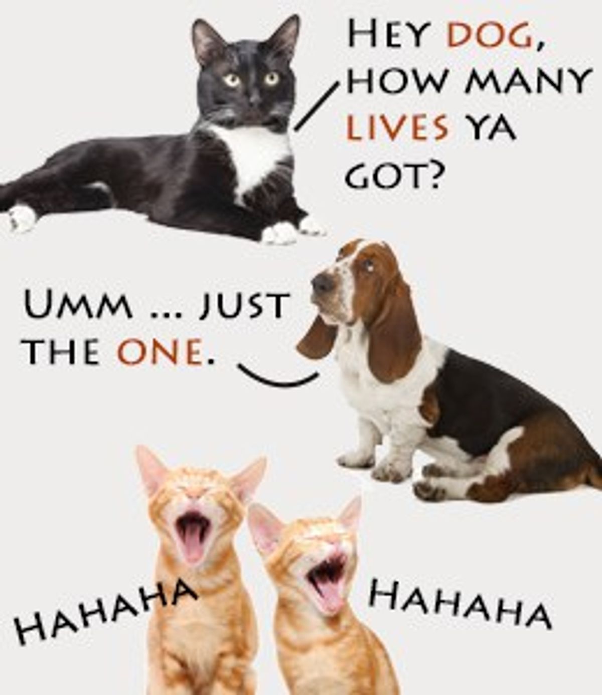 Why Cats Are Better Than Dogs