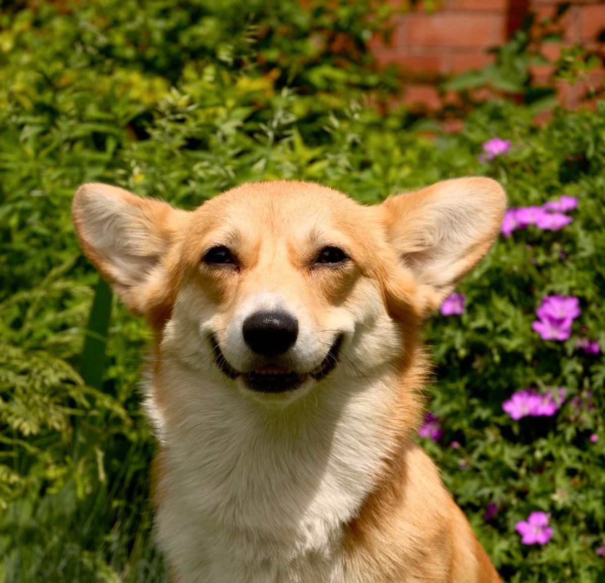 16 Times Corgis Were Your Spirit Animal