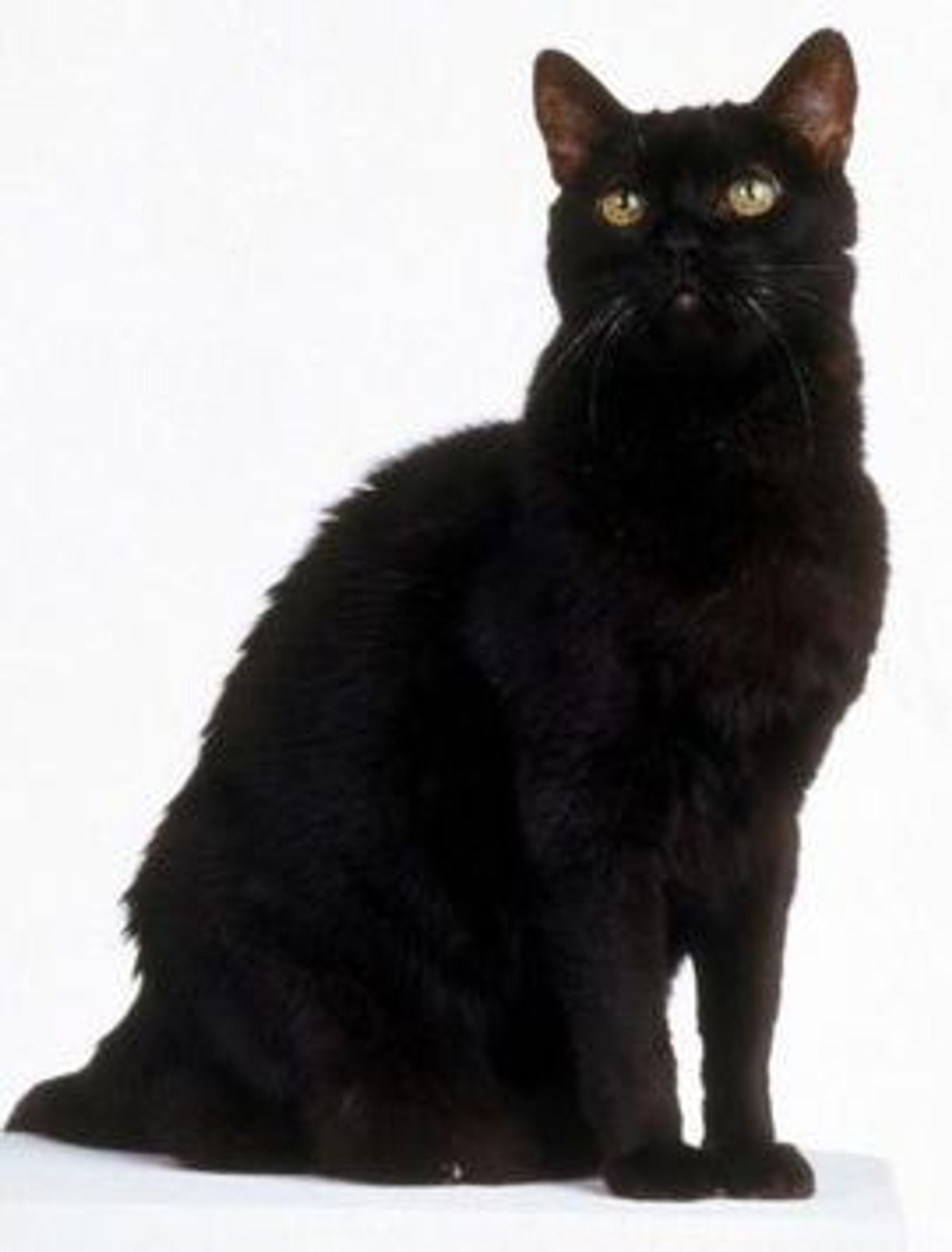 13 Reasons Salem The Cat Would Be The Best Professor