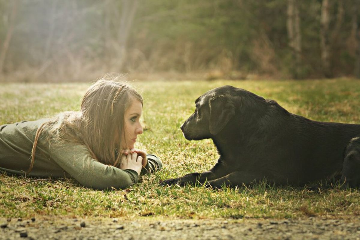 7 Signs Your Dogs Are Sabotaging Your Education