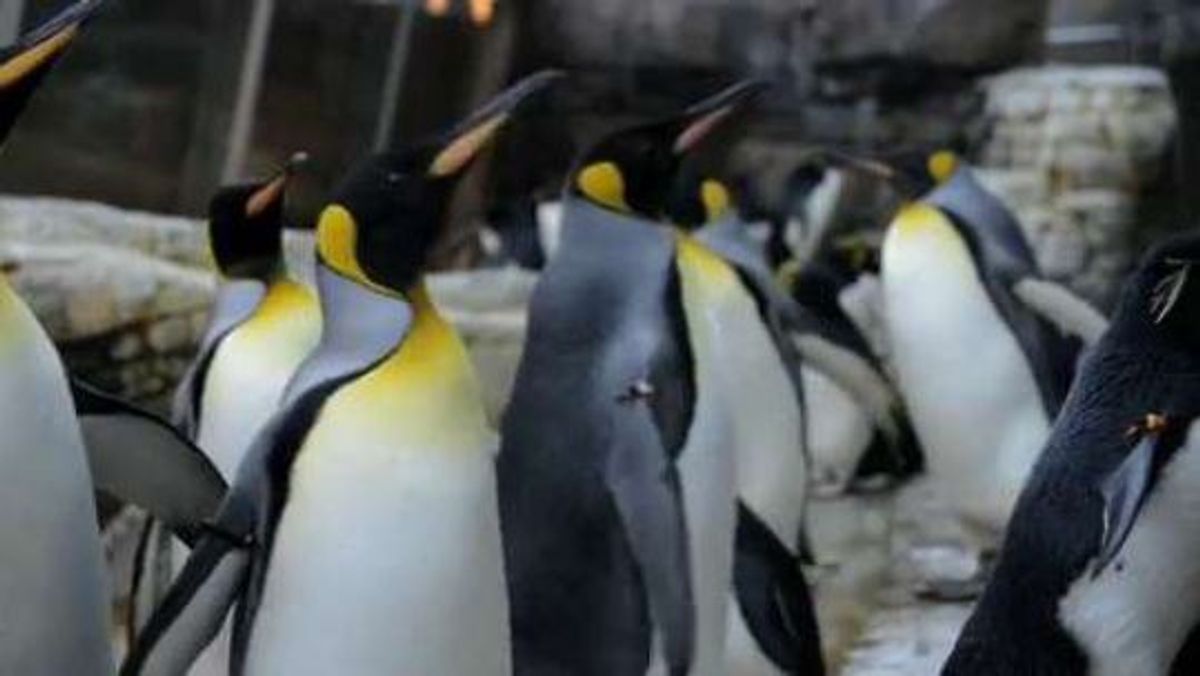 10 Facts About The Detroit Zoo's New Penguinarium