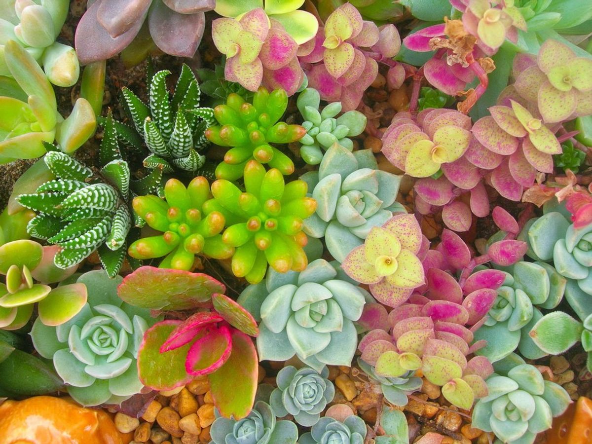 Why You Should Have A Succulent In Your Life