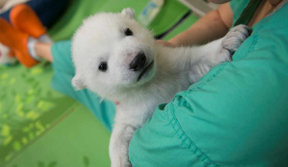 Nora The Polar Bear Makes A Debut