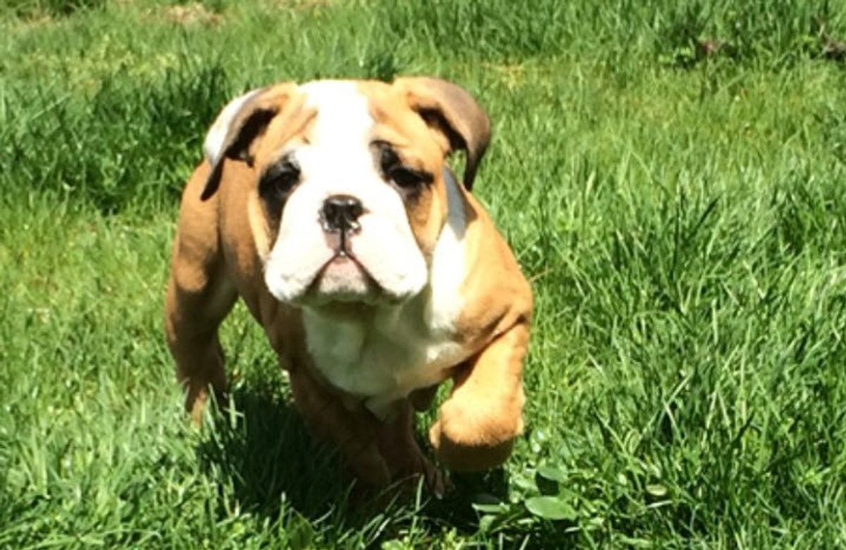 11 Reasons Why You Should Own an English Bulldog