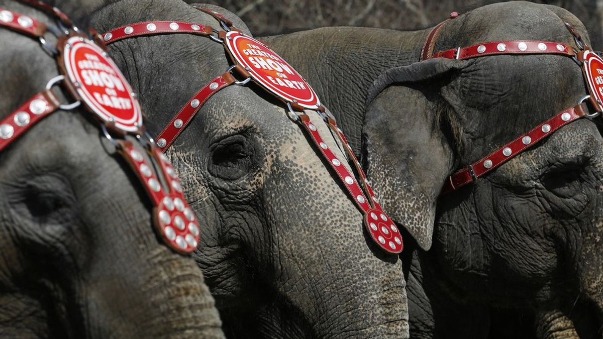 The Ringling Bros. Circus: A History Of Elephant Abuse