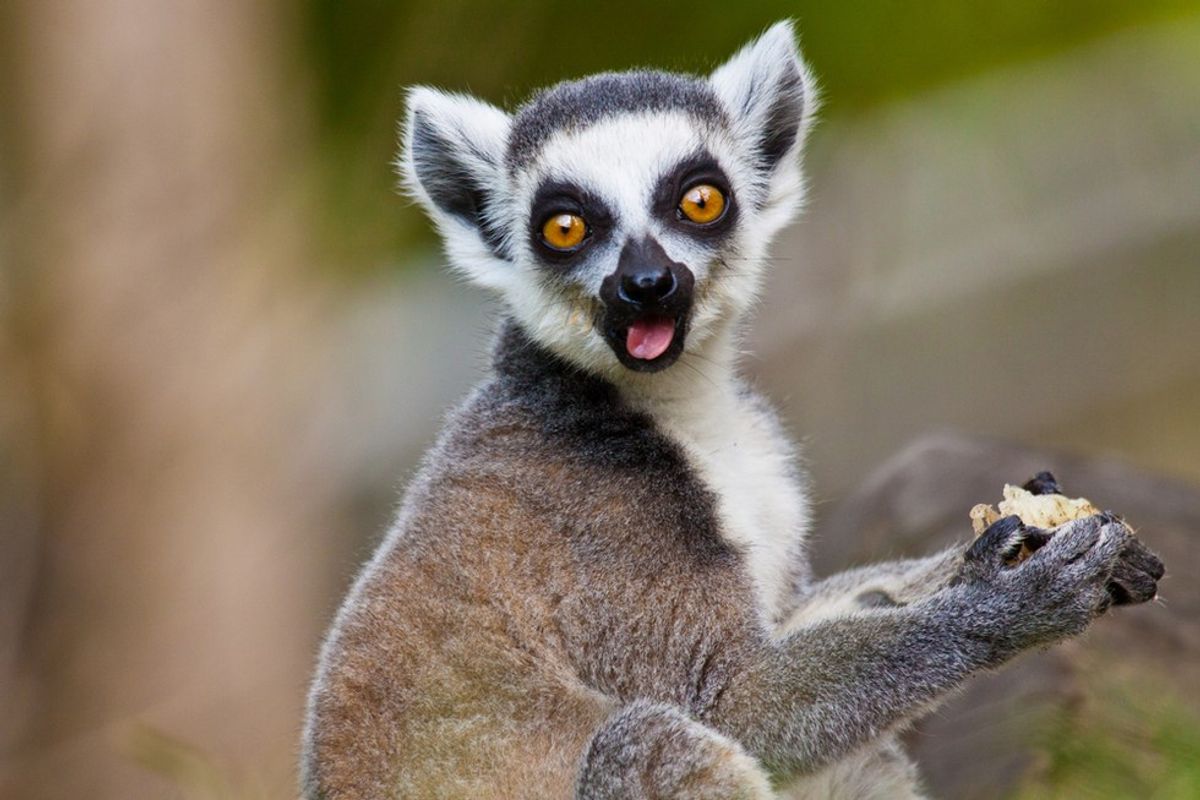 10 Lemurs That Are Basically You