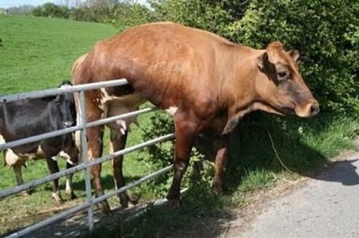 18 Cows Who Forgot How To Cow