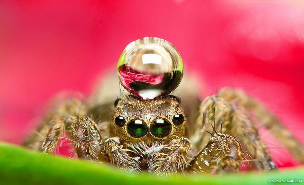 14 Photos That Prove Spiders Aren't That Bad