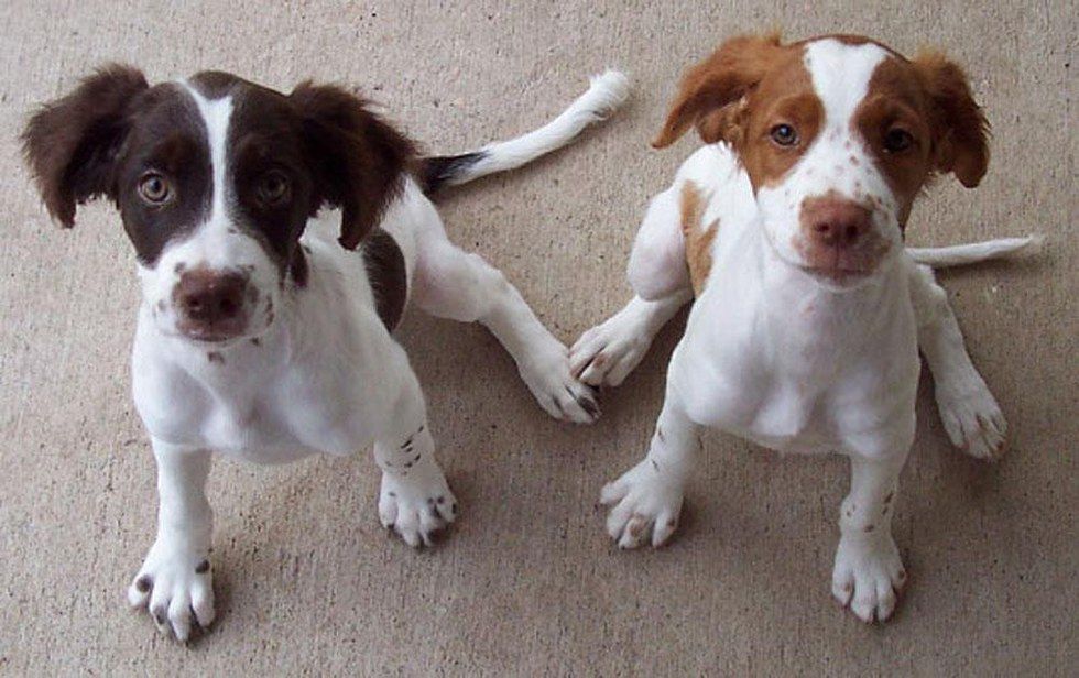 Brittany spaniel hot sale puppy pictures