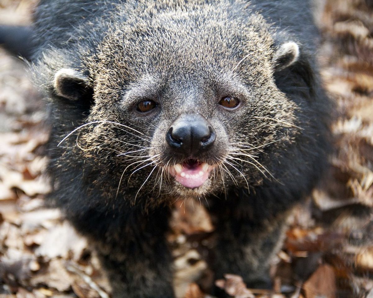 The Exam Schedule: Binturong Style