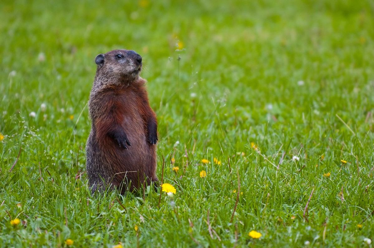 10 Stages Of Seeing A Groundhog At Marist