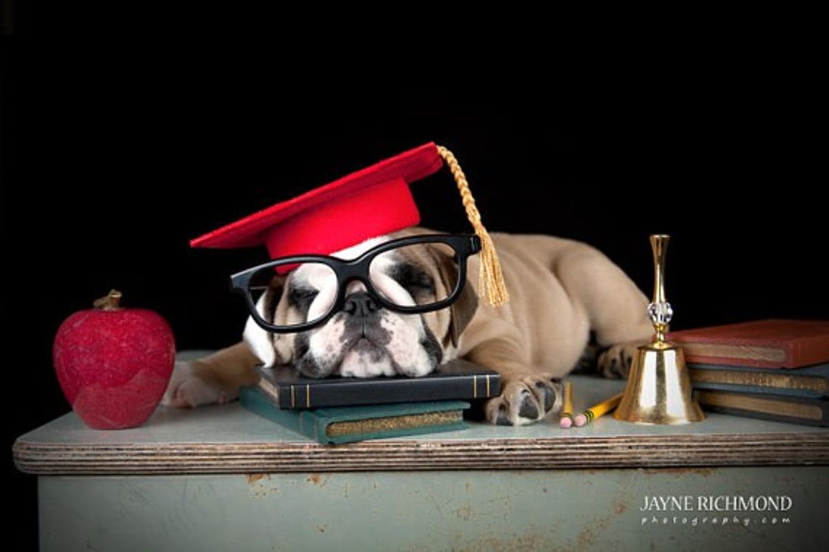 15 Dogs Who Bring You Motivation To Get Through Finals Week