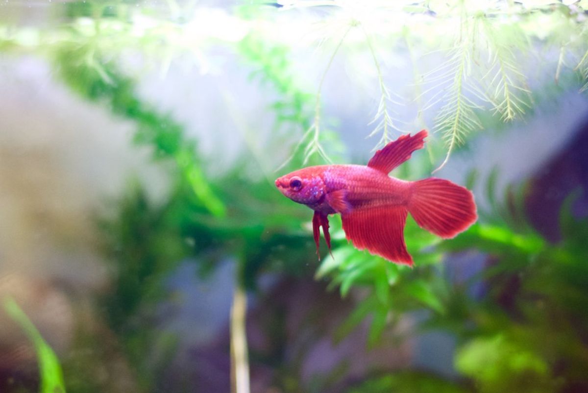 Why You Should Think Twice About Getting A Betta Fish