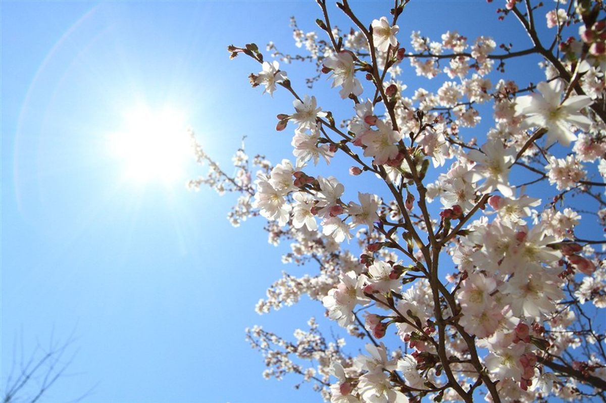 8 Reasons Why Spring Is The Best Season Ever