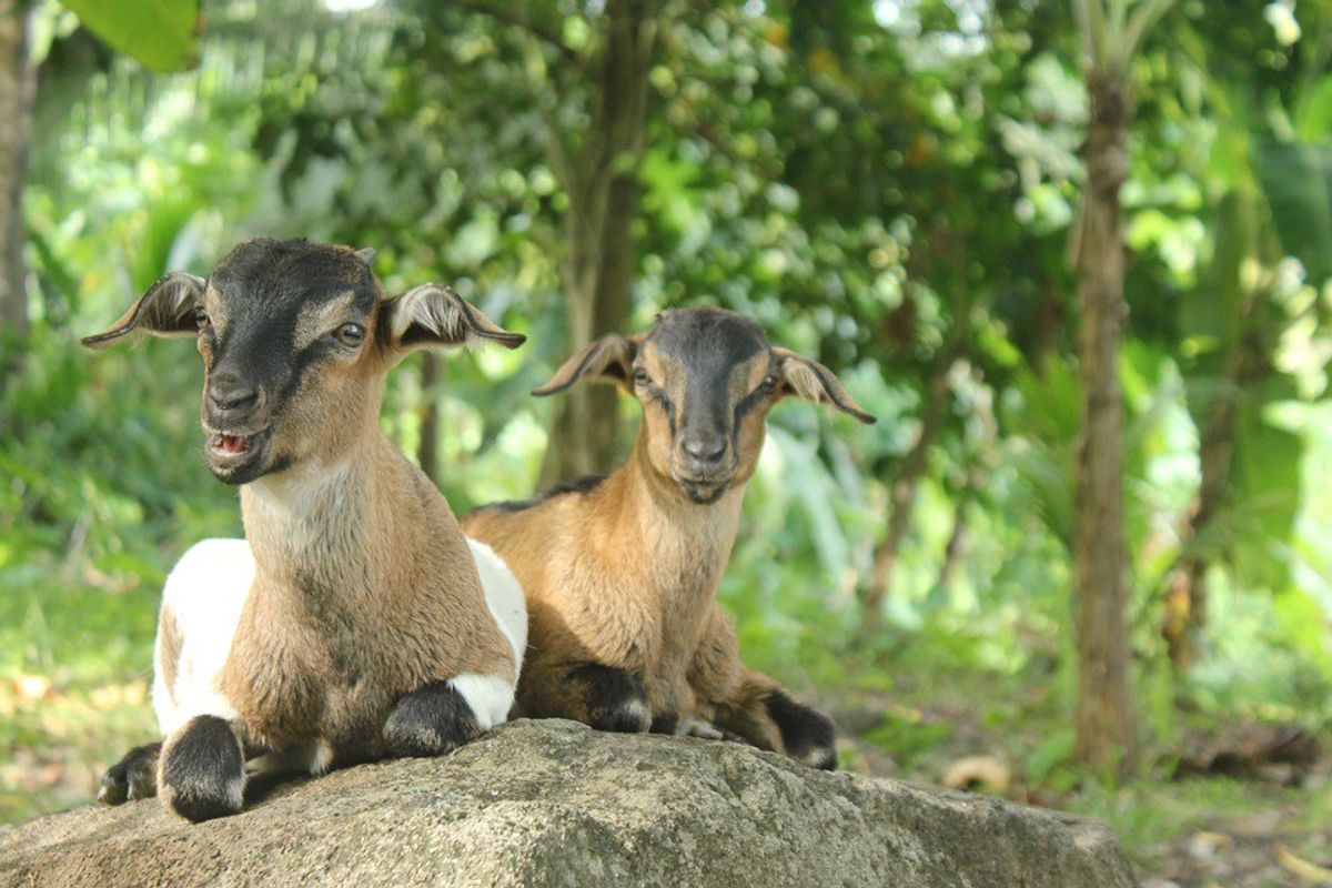 6 Fascinating Things About Goats