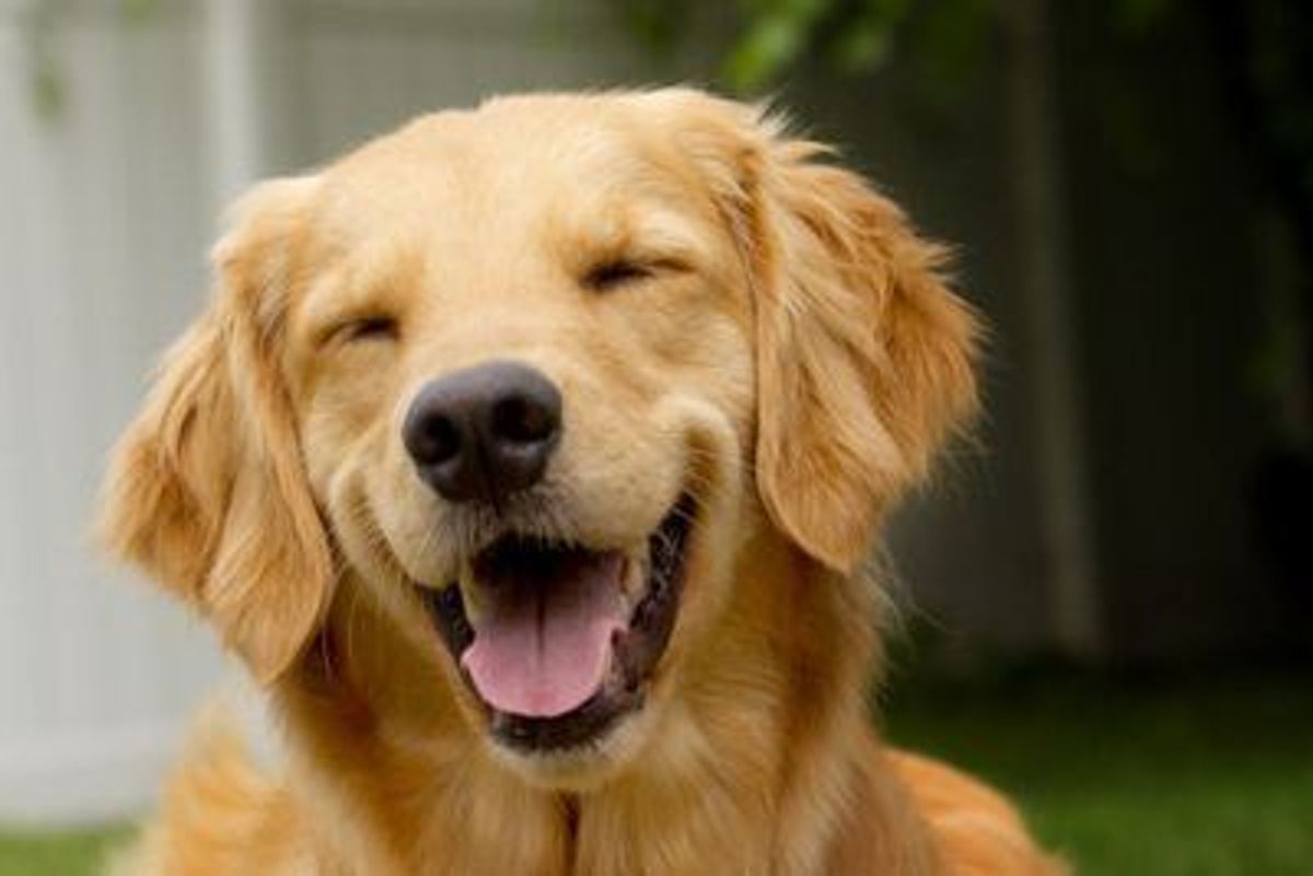 11 Reasons Dogs Are The Best