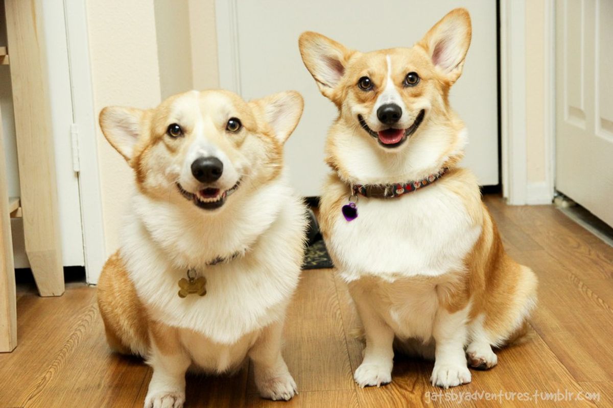 25 Reasons Corgi's Are The Best Dog