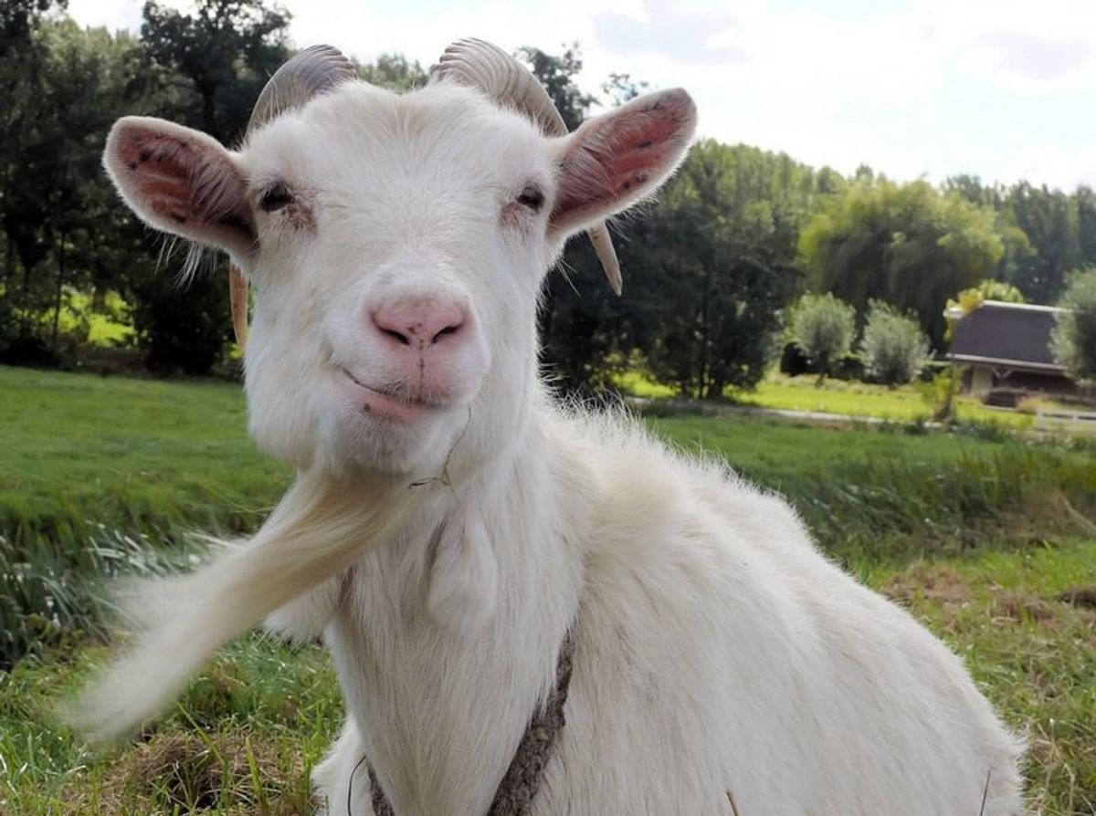 12 Goats Showing How I Feel During Finals